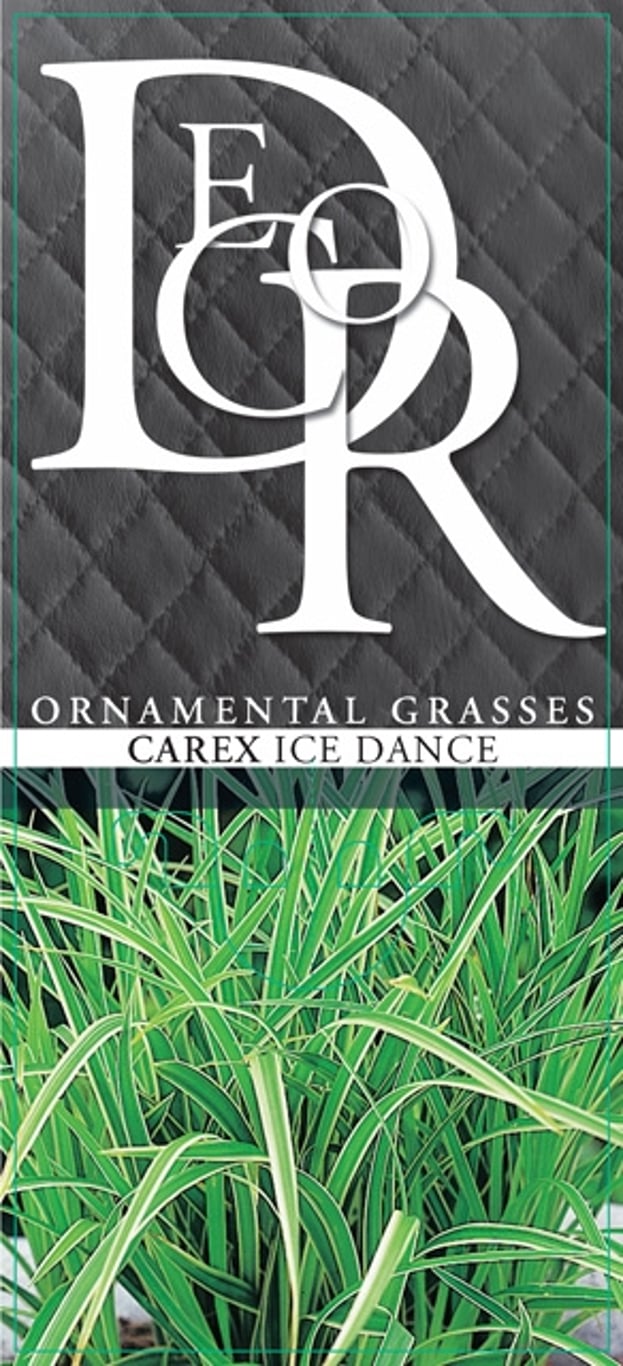 Carex morrowii 'Ice Dance' - C1